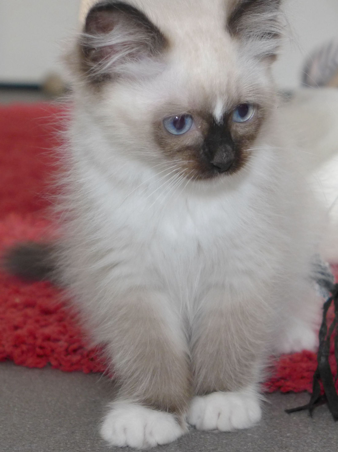 Amira