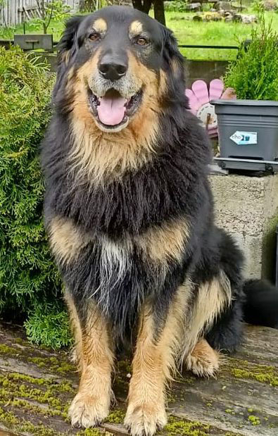Sir Murphy McPhylax